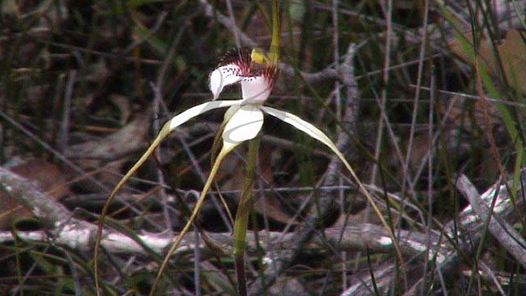 Stirling Range National Park - Spider-Orchidee - [Caladenia eminens] (2003-264).JPG