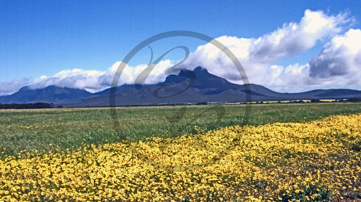 Stirling Range Nationalpark - Blütenfeld_C04-48-31.jpg