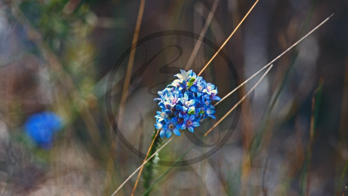 Stirling Range Nationalpark - Bluff Knoll - blaue Blüten - [unbestimmt]_D05-18-01.jpg