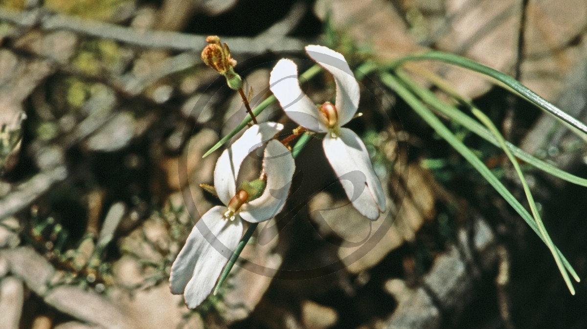 Stirling Range Nationalpark - Cow Kicks - [Stylidium schoenoides]_C04-49-17.jpg