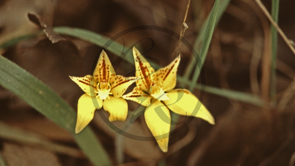 Stirling Range Nationalpark - Cowslip Orchid - [Caladenia flava]_C04-48-35.jpg