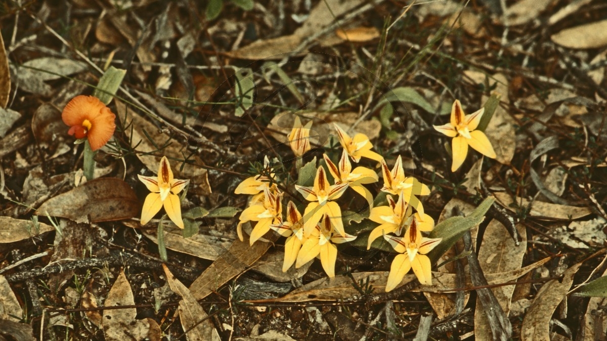 Stirling Range Nationalpark - Cowslip Orchid - [Caladenia flava]_C04-49-10.jpg