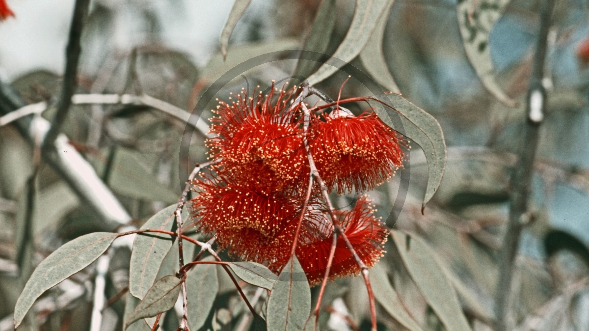 Stirling Range Nationalpark - Eukalyptus - Pear-fruited Mallee - [Eucalyptus pyriformis]_C04-49-22.jpg