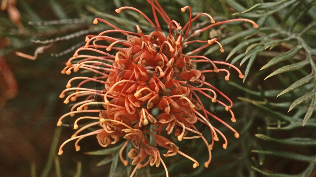 Stirling Range Nationalpark - Grevillea - [Grevillea tetragonoloba]_C04-49-45.jpg