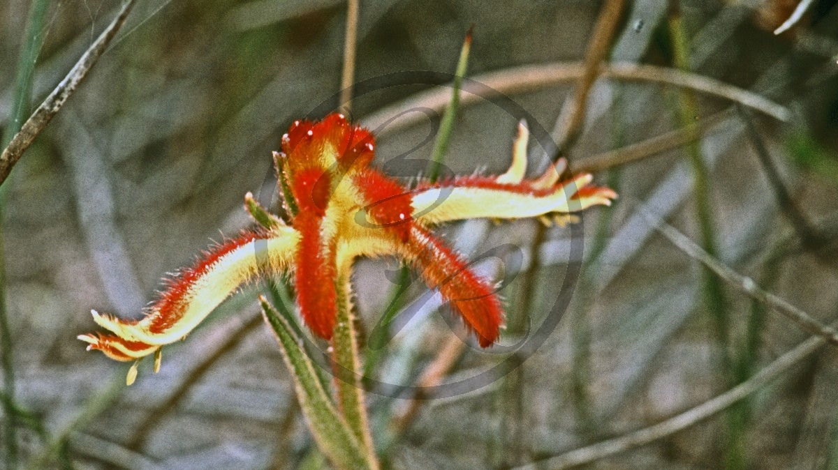 Stirling Range Nationalpark - Känguru-Pfoten - Cat's Paw - [Anigozanthos humilis]_C04-48-49.jpg