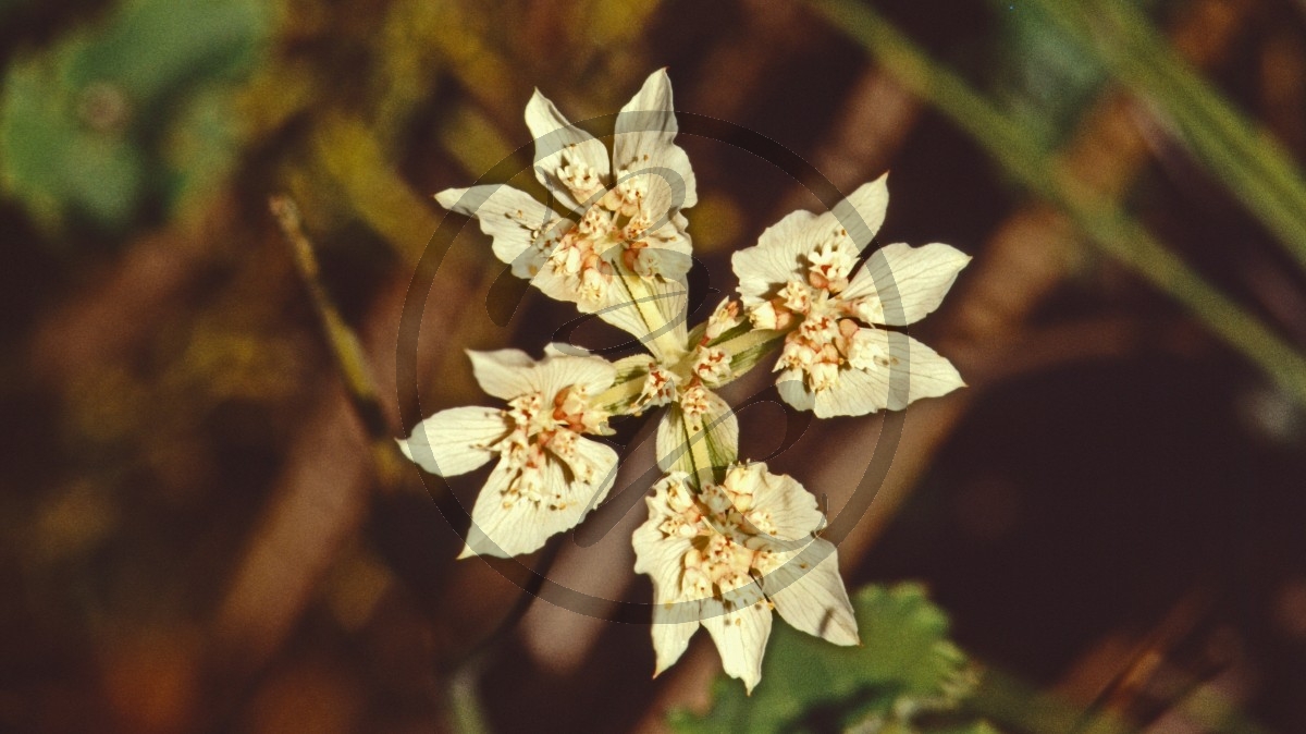 Stirling Range Nationalpark - Kreuz des Südens - [Xanthosia rotundifolia]_C04-49-24.jpg