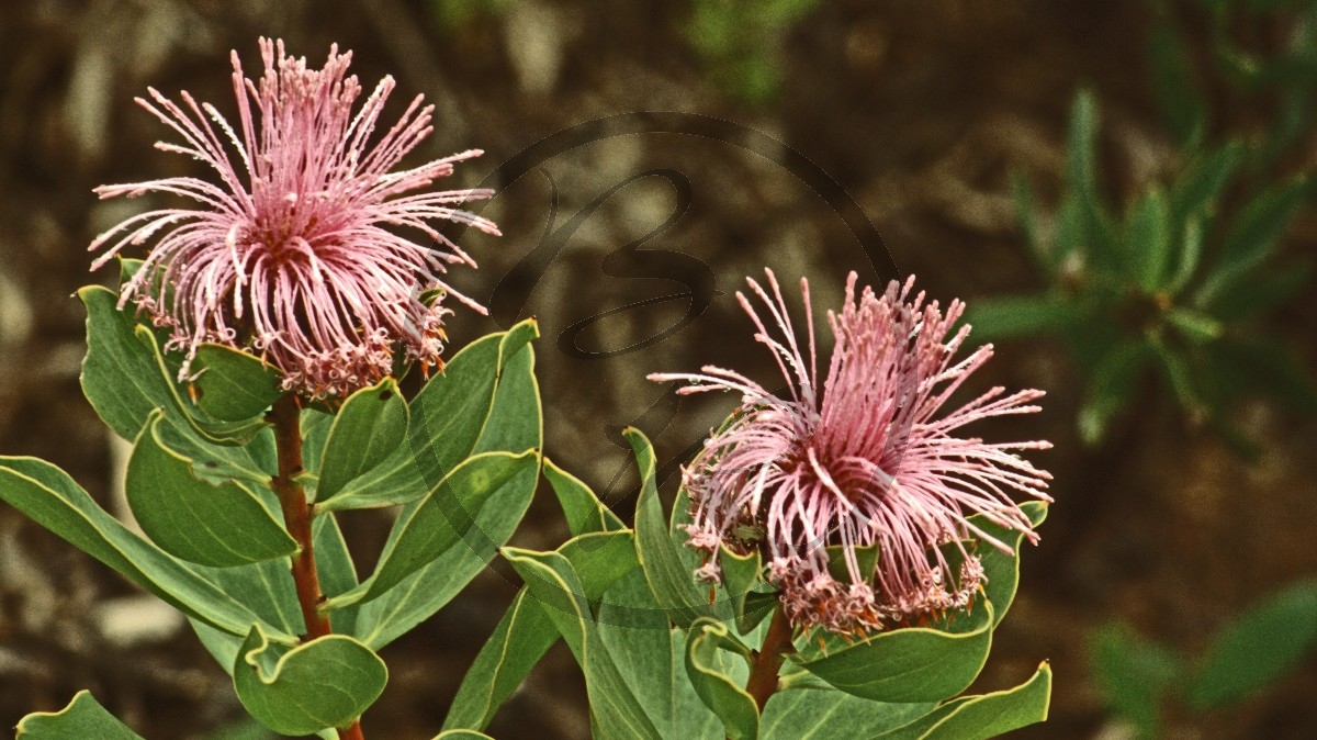 Stirling Range Nationalpark - Myrtenheide - Showy Honey-myrtle - [Melaleuca nesophila]_C04-49-36.jpg