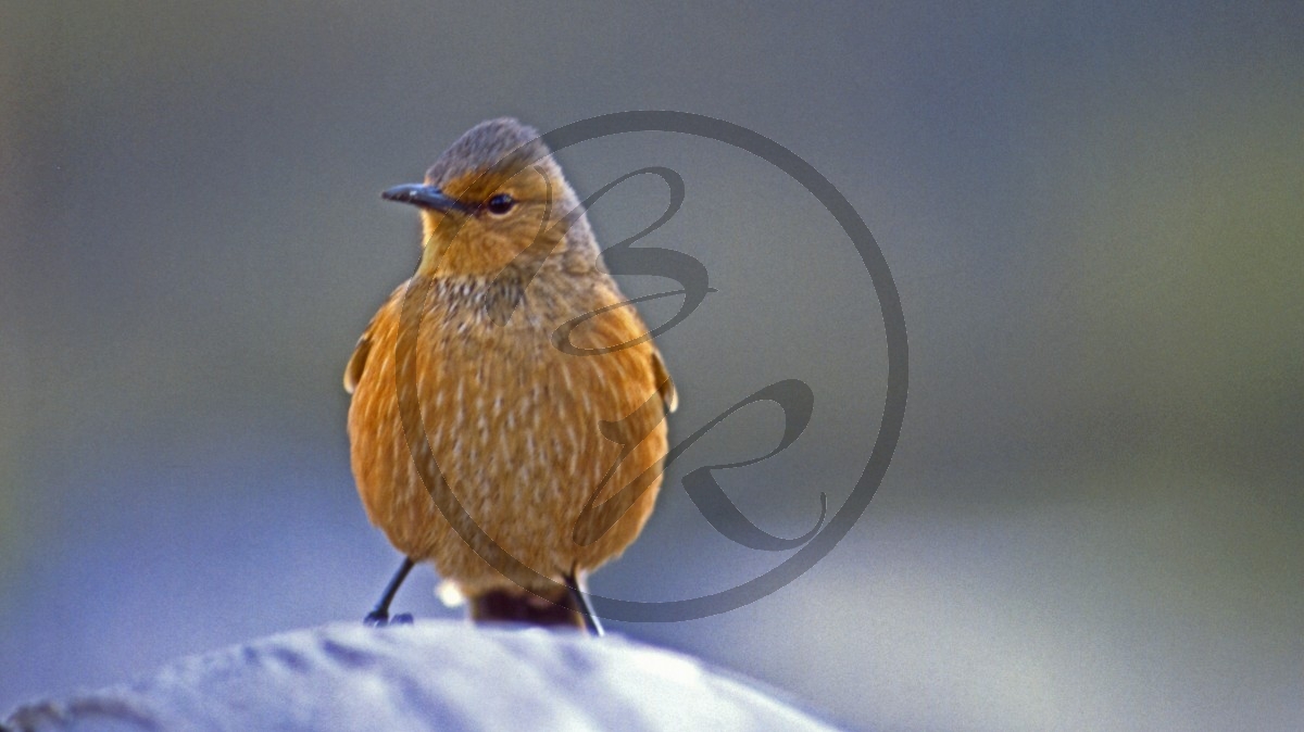 Stirling Range Nationalpark - Rostbauch-Baumrutscher - Rufous Treecreeper - [Climacteris rufa]_C04-49-35.jpg