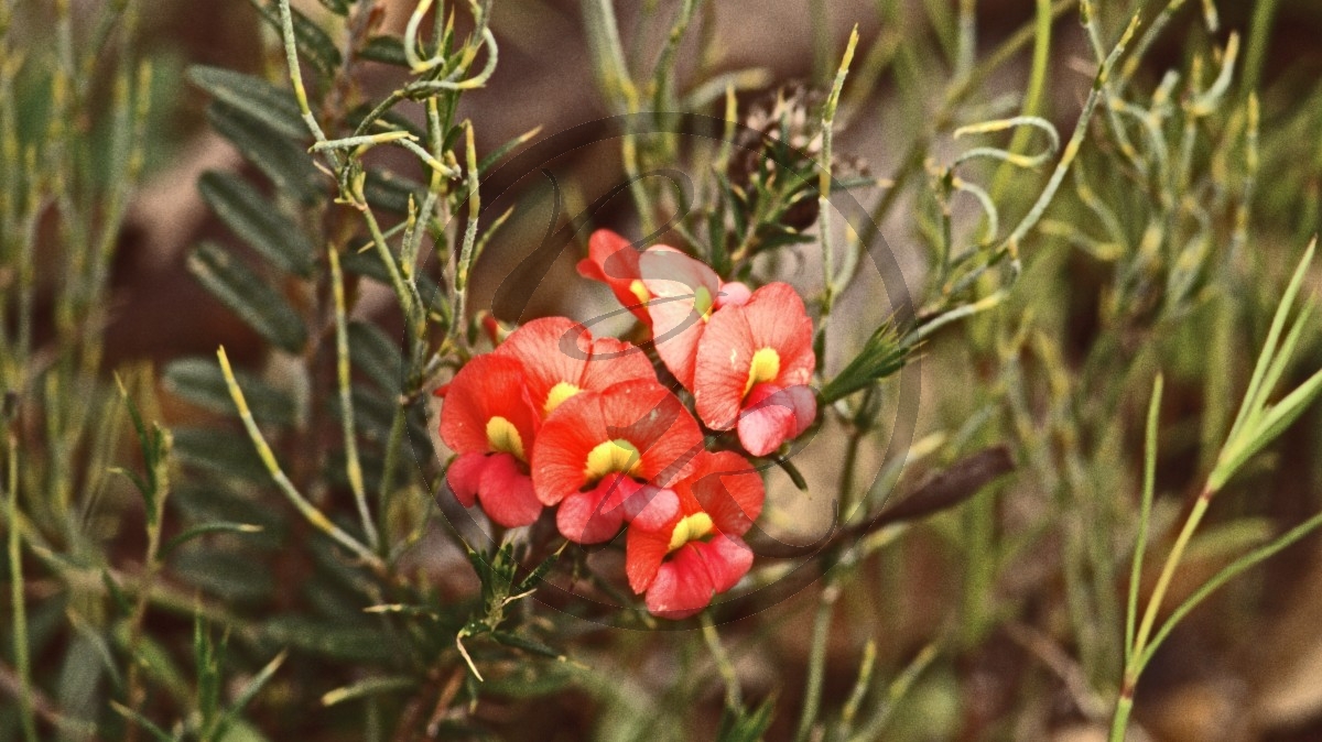 Stirling Range Nationalpark - Schmetterlings-Blütler - Heart-leaved Flame Pea - [Chorizema cordatum]_C04-48-39.jpg