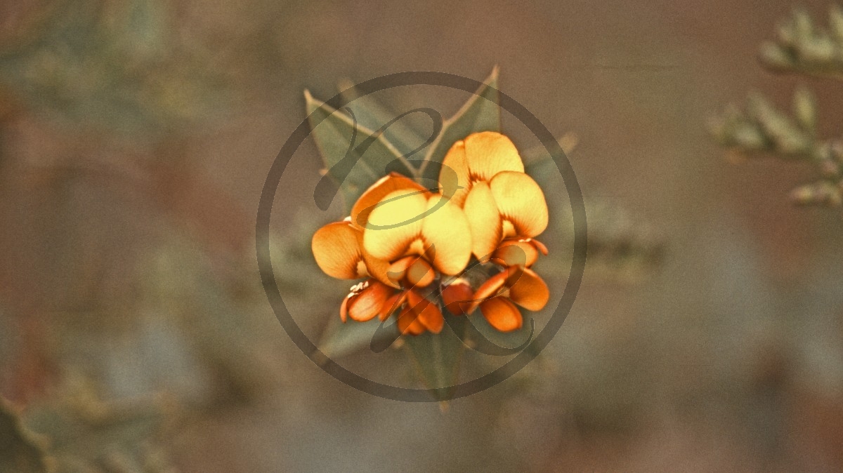Stirling Range Nationalpark - Schmetterlingsblütler - Netted Shaggy Pea - [Platylobium scandens]_C04-48-46.jpg