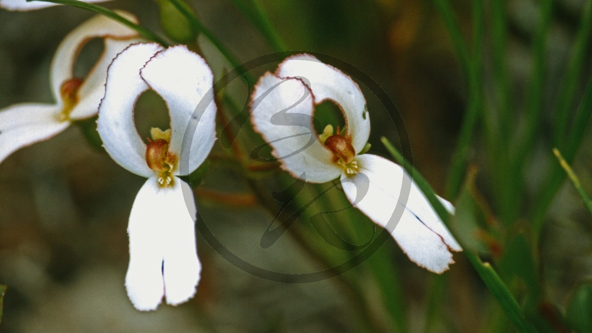 Stirling Range Nationalpark - Schusspflanze - Cow Kicks - [Stylidium schoenoides]_D05-17-11.jpg