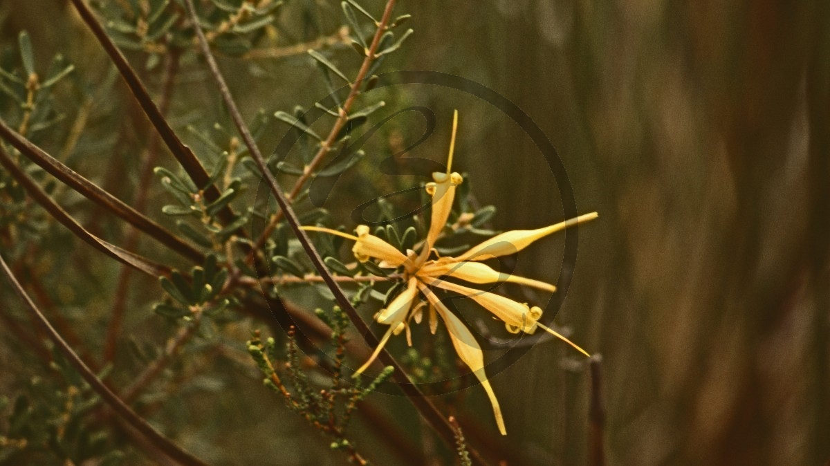 Stirling Range Nationalpark - Silberbaumgewächs - Many-flowered Honeysuckle - [Lambertia multiflora var. drummondii]_C04-49-03.jpg