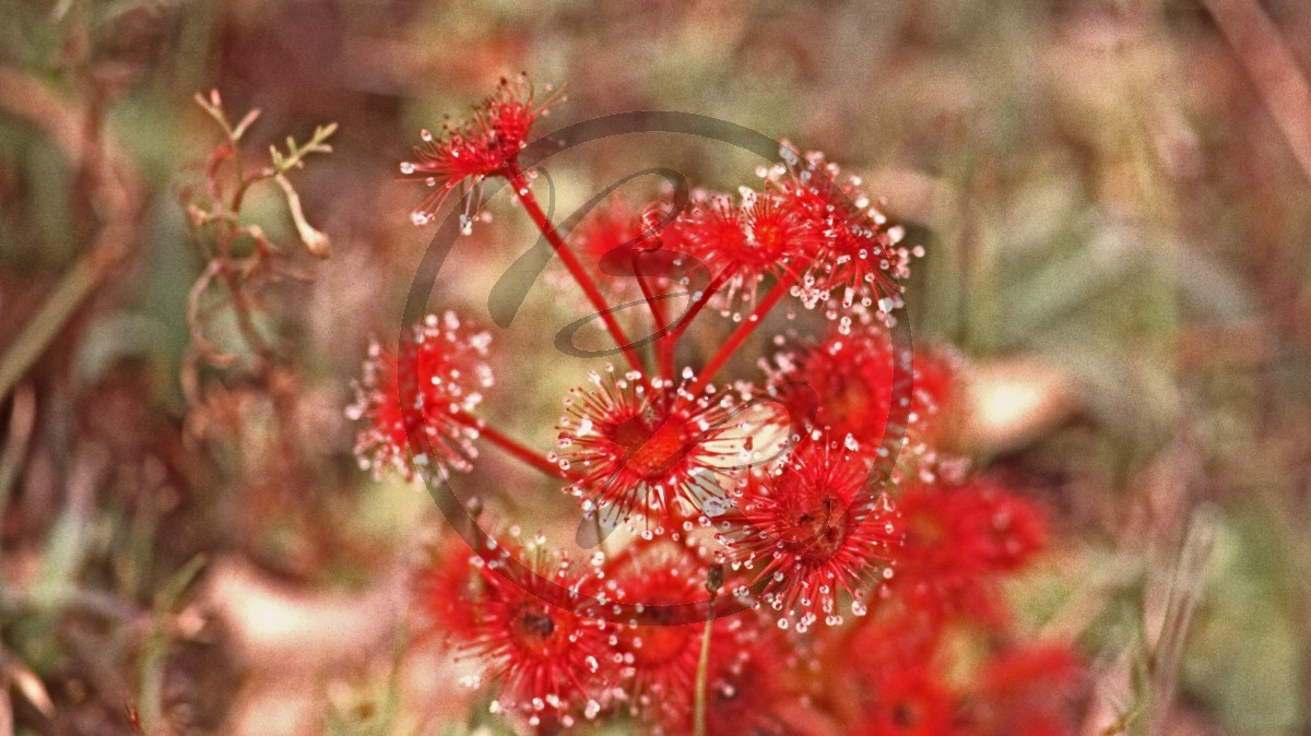 Stirling Range Nationalpark - unbestimmt - [vielleicht Droseraceae]_C04-48-37.jpg