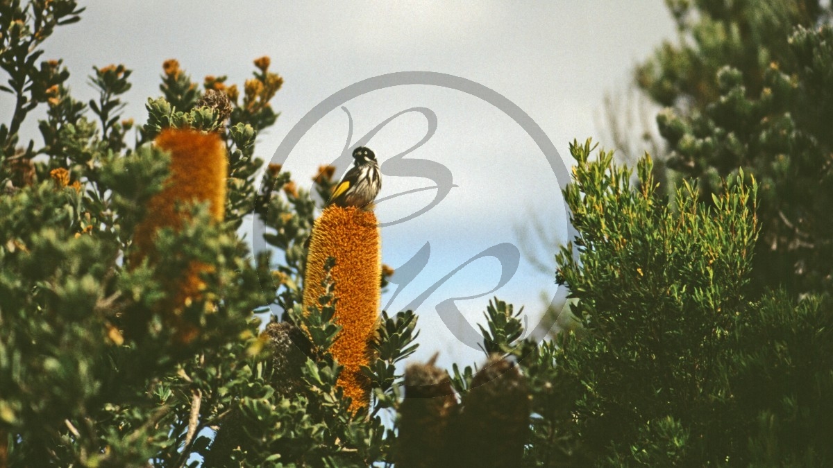 Torndirup Nationalpark - Honeyeater auf Banksia_D06-15-11.jpg