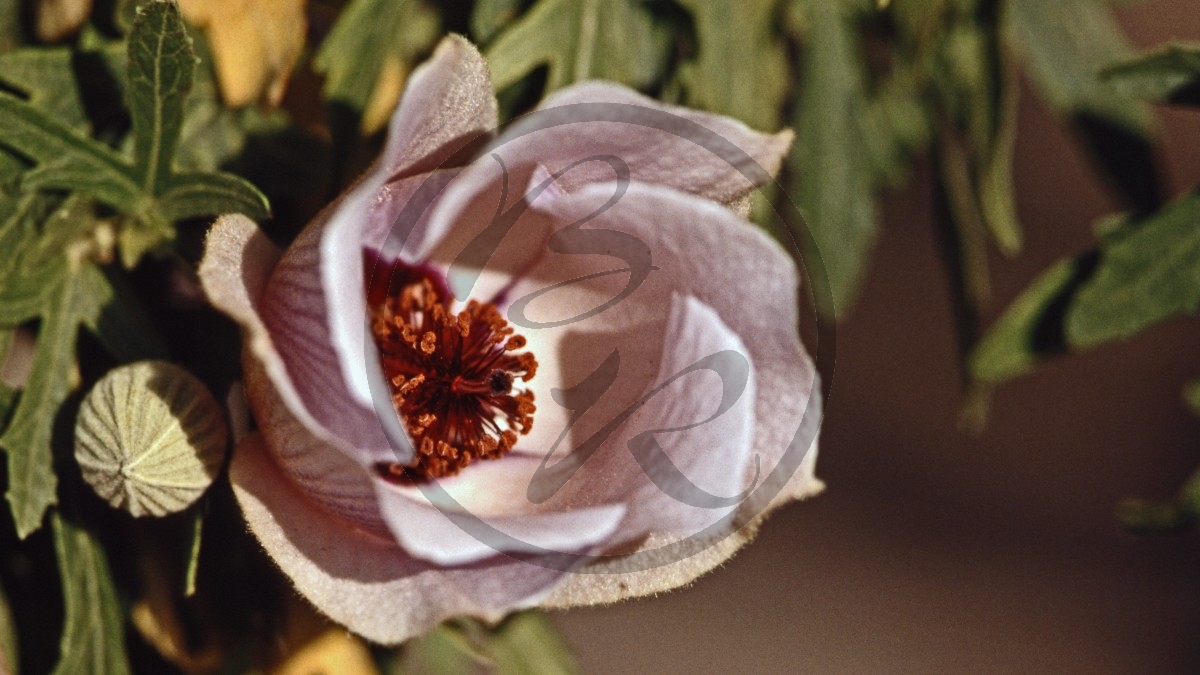 Wüstenrose - Sturt's Desert Rose - [Gossypium sturtianum]_D05-16-05.jpg