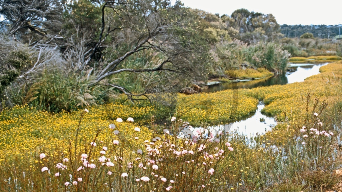 Walpole-Nornalup Nationalpark - Hochmoor - gelbe Blüten - Bach_C04-23-50.jpg