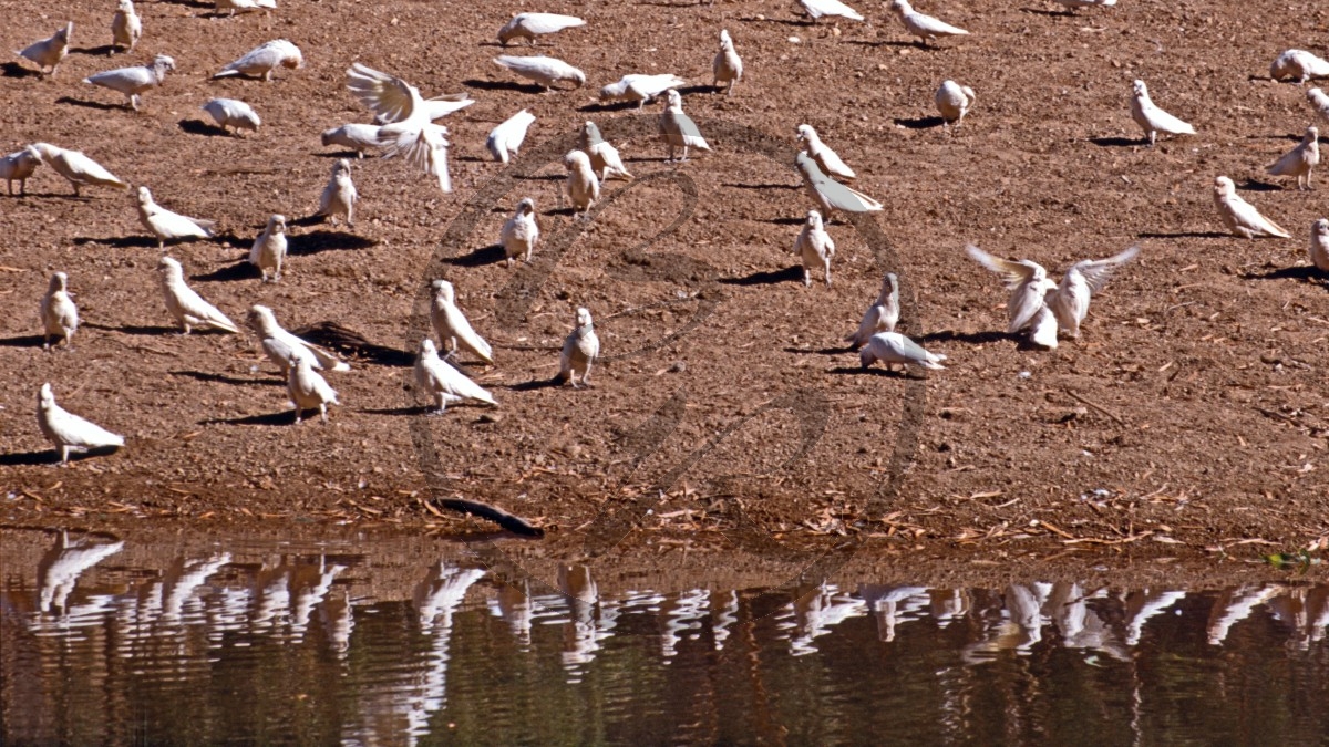 Winjan Gorge Nationalpark - Nacktaugenkakadu - Little Corella - [Cacatua sanguinea]_141_D06-13-23.jpg