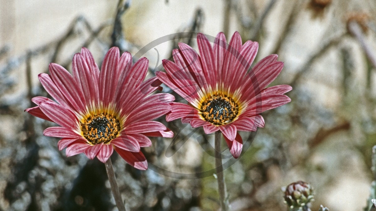 Yalgorup Nationalpark - Preston Beach - Gerbera_D05-16-18.jpg