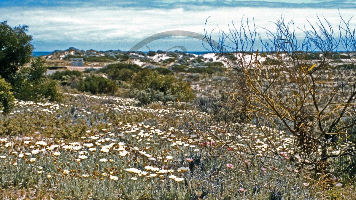 Yalgorup Nationalpark - Preston Beach_C04-23-39.jpg