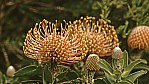 Albany - Barrel Coneflower - [Isopogon trilobus]_D05-17-24.jpg