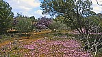 Bltenteppich - Wildblumen - wild flower route_C04-44-33.jpg