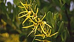 Bremer Bay - Nachtschattengewchs - Tailflower - [Anthocercis ilicifolia]_C04-47-50.jpg