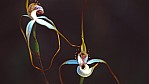Bremer Bay - Orchidee - [Caladenia eminens] _C04-47-39.jpg