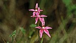 Bremer Bay - Orchidee - Pink Fairy - [Caladenia latifolia]_C04-48-08.jpg