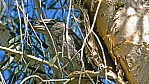 Broome - Eulenschwalm - Tawny-frogmouth - [Podargus strigoides]_C04-39-09.jpg