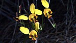 Cape Le Grand National Park - (Leopard Orchid) - Orchidee - [Diuris maculata] (2003-285).jpg