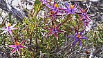 Cape Le Grand National Park - Star of Bethlehem - blue tinsel lily [Calectasia cyanea] (2003-273).jpg