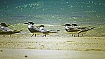 Cape Range Nationalpark - Eilseeschwalben - Crested Tern - [Sterna bergii]_D06-14-31.jpg