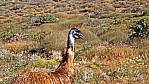 Cape Range Nationalpark - Groe Emu - [Dromaius novaehollandiae]_C04-42-23.jpg