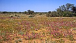 Gascoyne Junction - Outback - Smooth Darling Pea - [Swainsona galegifolia]_C04-43-18.jpg