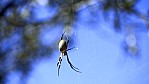 Gascoyne Junction - Outback - Spinne_C04-43-14.jpg