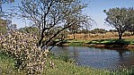 Gascoyne River - blhendes Outback - Fluss_C04-44-04.jpg