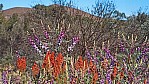 Hamersley Range - Schmetterlingsbltler - [Fabaceae]_C04-41-40.jpg