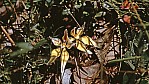 Jarrah-Wlder - Cowslip Orchid - [Caladenia flava]_D05-16-43.jpg