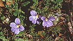 Jarrahwlder - Blaue Fcherblume - Velvet Fanflower - [Scaevola phlebopetala]_D05-16-47.jpg