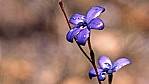 Jarrahwlder - purpurfarbene Lackorchidee - Purple Enamel Orchid - [Elythranthera brunonis]_D05-16-44.jpg