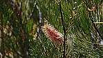Kalbarri Nationalpark - Grevillea - Pink Pokers - [Grevillea petrophiloides]_D05-15-28.jpg