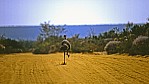 Kalbarri Nationalpark - Groe Emu - [Dromaius novaehollandiae]_D06-14-47.jpg