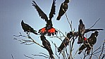 Kalbarri Nationalpark - Rukakadu - Red-tailed Black Cacatoo - [Calyptorhynchus banksii]_D06-14-46 Rotschwnziger Rukakadu.jpg