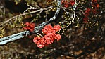 Kalbarri Nationalpark - rote Bltendolde - Coppercups - [Pileanthus peduncularis]_D05-14-42.jpg