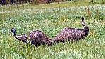 Karri Valley - Groe Emu - [Dromaius novaehollandiae]_D06-15-04.jpg