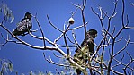 Kimberley - Oscar Range - rotschwziger Rukakadu - Red-tailed Black Cacatoo - [Calyptorhynchus banksii]_D06-13-29.jpg