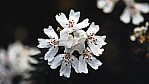 Kreuz des Sdens - [Xanthosia rotundifolia]_C04-45-42.jpg