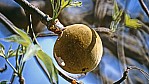 Kununurra - Ord River - Australischer Baobab - Boab Tree - Frucht - [Adansonia gregorii]_D05-14-21.jpg