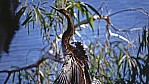 Kununurra - Ord River - Australischer Schlangenhalsvogel - Darter - [Anhinga novaehollandiae]_D06-13-05.jpg
