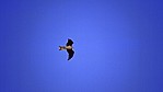 Kununurra - Scharzmilan - Black Kite - [Milvus migrans]_D06-13-06.jpg